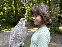 522 Von Falken und anderen Greifvögeln  (18)