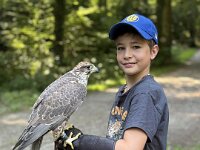 522 Von Falken und anderen Greifvögeln  (19)