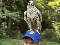 522 Von Falken und anderen Greifvögeln  (20)