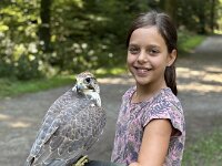 522 Von Falken und anderen Greifvögeln  (21)