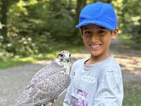 522 Von Falken und anderen Greifvögeln  (22)