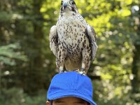 522 Von Falken und anderen Greifvögeln  (23)