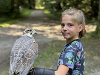 522 Von Falken und anderen Greifvögeln  (25)