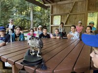 522 Von Falken und anderen Greifvögeln  (4)