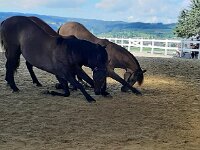 601 Wie lernt ein Pferd uns zu verstehen