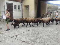 504 Tiere und das Leben auf dem Bauernhof