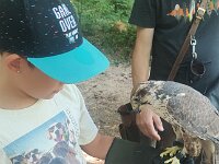 522 Von Falken und anderen Greifvögeln (18)