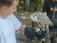 522 Von Falken und anderen Greifvögeln (32)