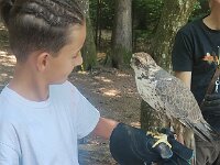 522 Von Falken und anderen Greifvögeln (33)