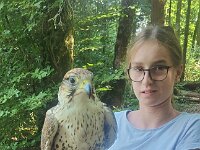 522 Von Falken und anderen Greifvögeln (44)