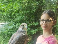 522 Von Falken und anderen Greifvögeln (54)